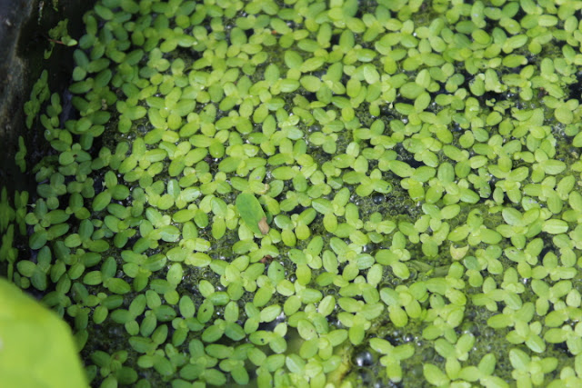 Pemanfaatan Lemna Sebagai Pakan Alternatif